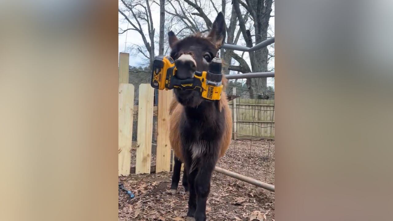 Coverage image for: ‘He should not be dead’: Family demands answers after beloved baby donkey shot, killed by police