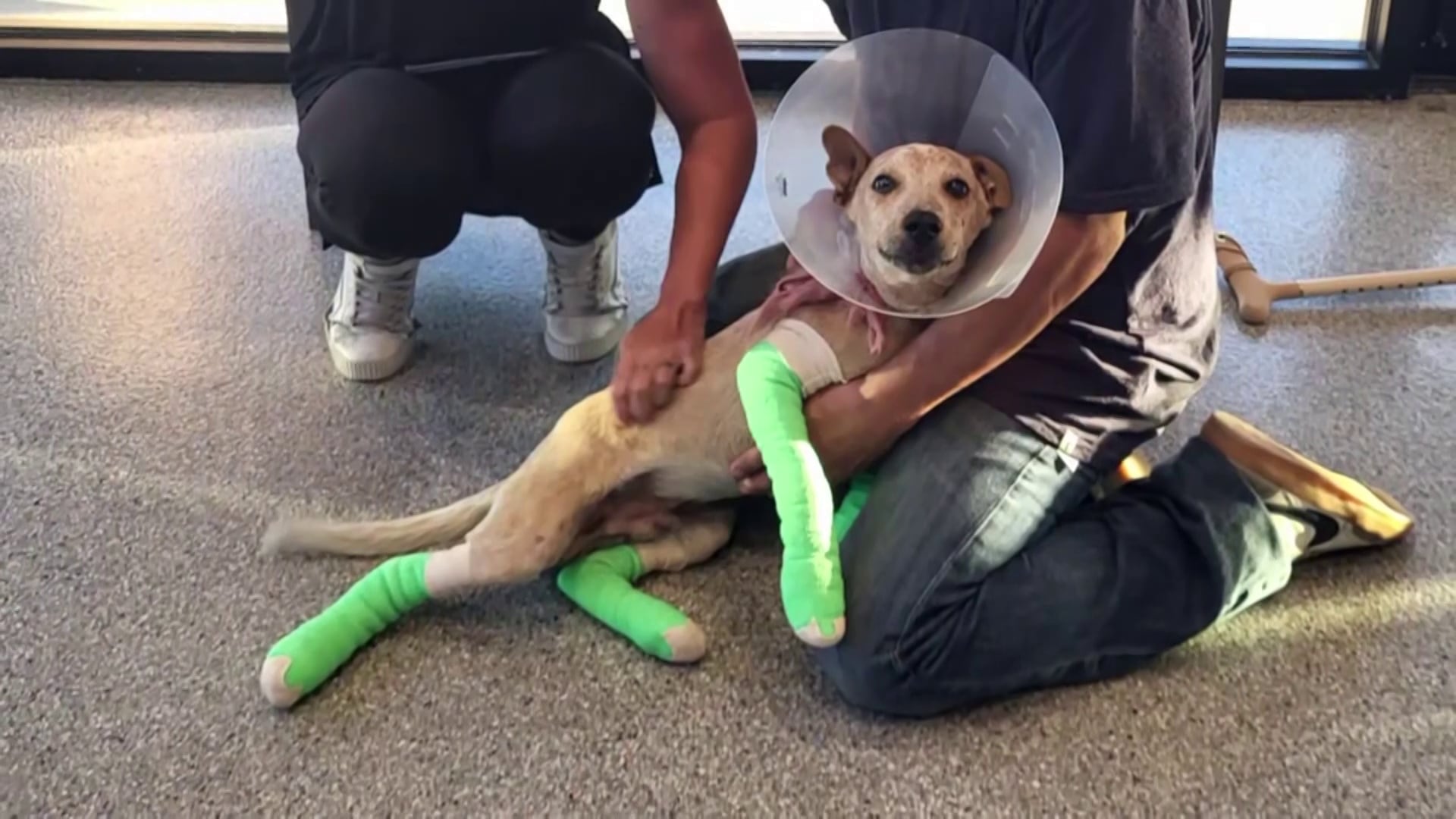 Four-month-old puppy dragged by Phoenix light rail train