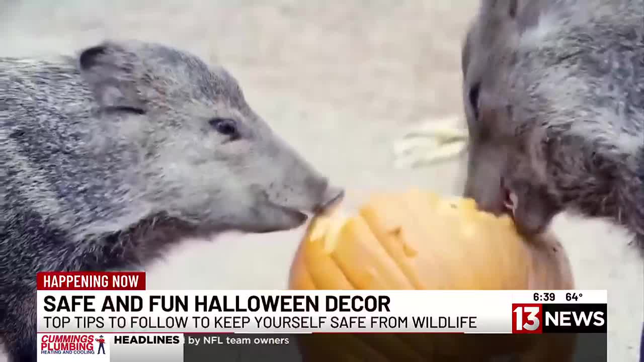 Arizona Experts Urge Caution with Halloween Pumpkins Amid Wildlife Concerns