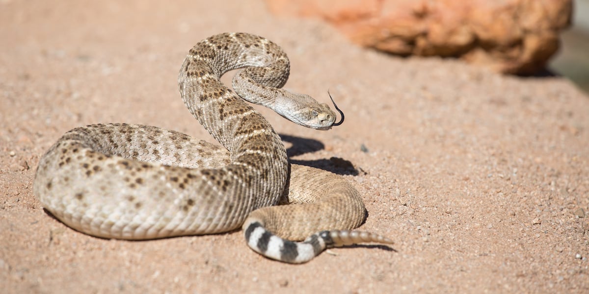 Do Not Rattle Are rattlesnakes really losing their rattle? Experts say, not so fast