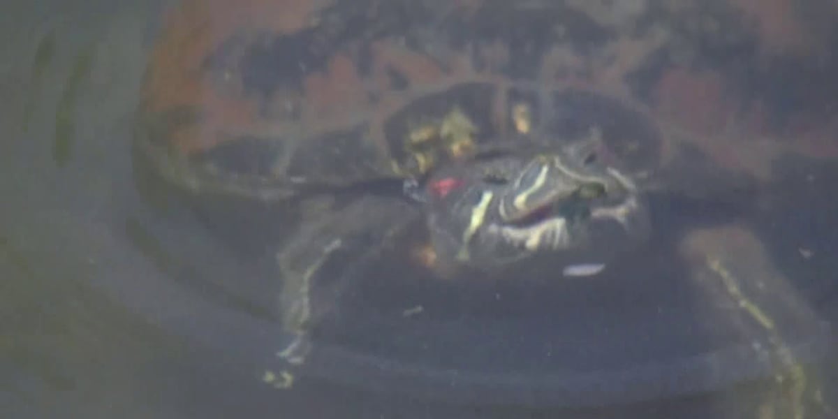 Freestone Park’s beloved turtles face uncertain future as renovation drains their lake