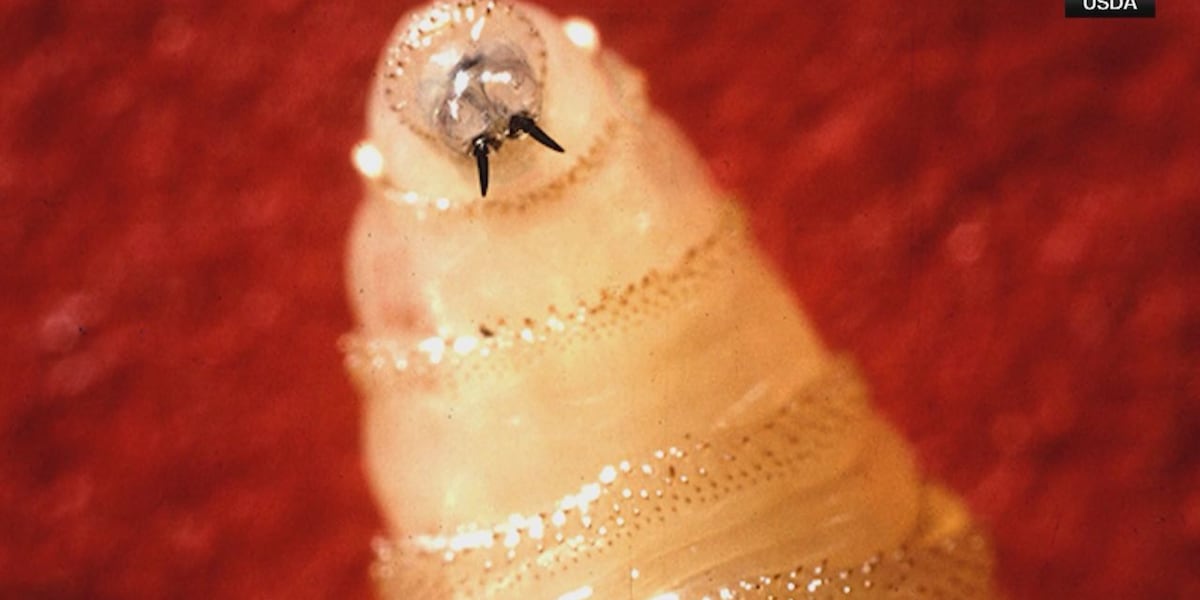 Flesh-eating parasite confirmed in US after decades, officials monitoring