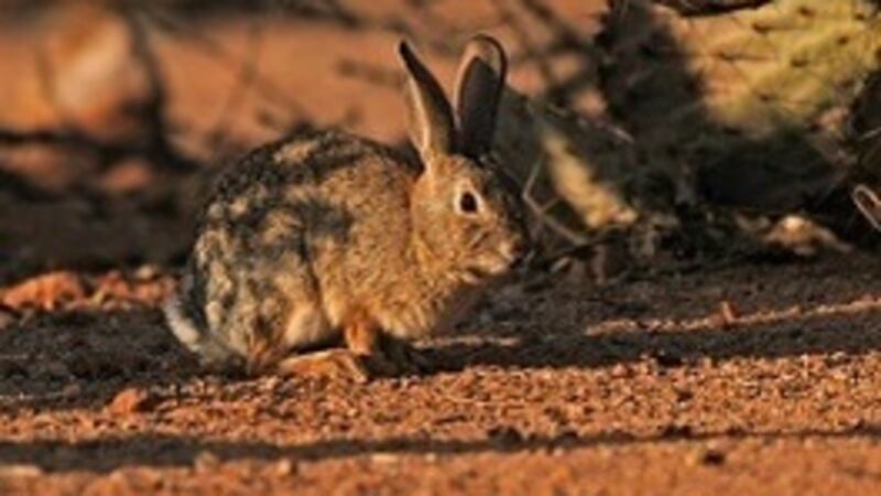 Arizona Game and Fish: Daily bag, possession limits reduced for ...