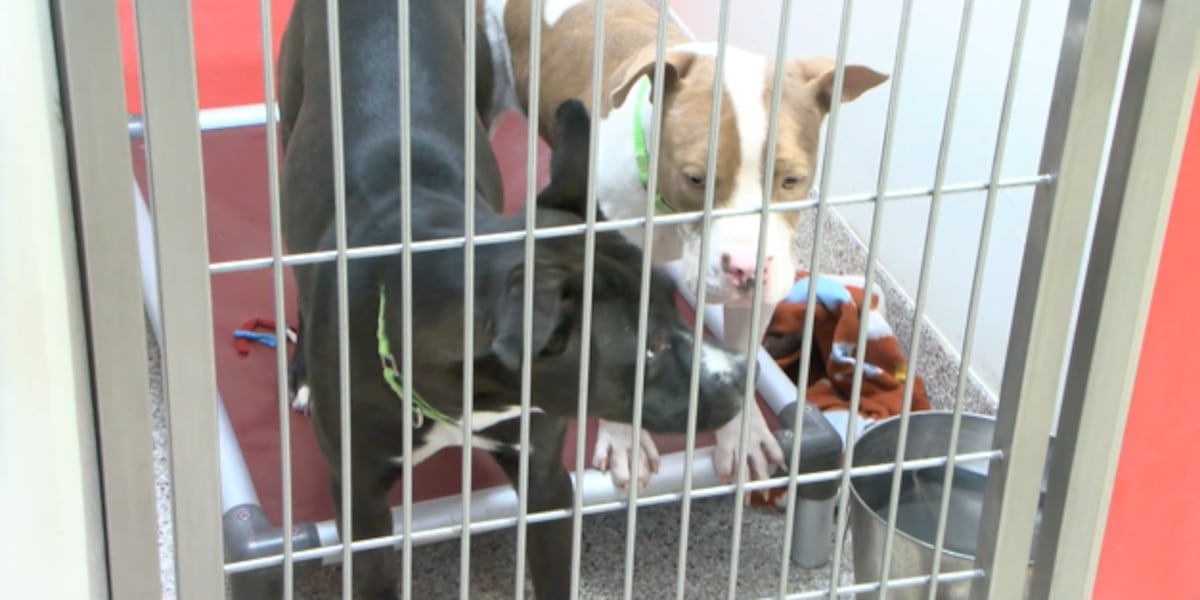 PACC halts adoptions, limits intakes due to deadly disease outbreak