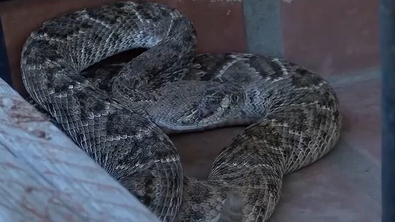 As we finally slowly start seeing cooler temps, we may be enjoying it, but some of the...