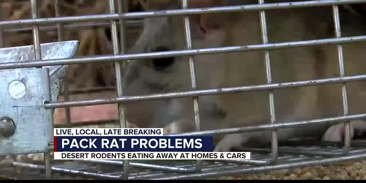 Pack Rat In House Pack rats causing major problems for homeowners
