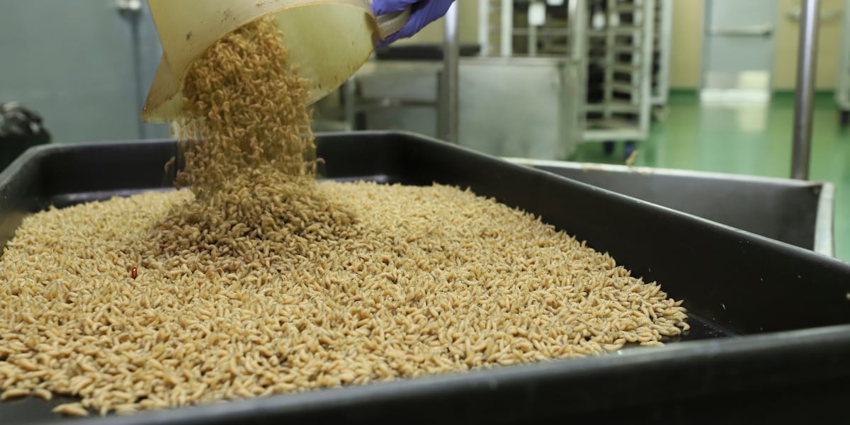 New World Screwworm getting closer to U.S.
