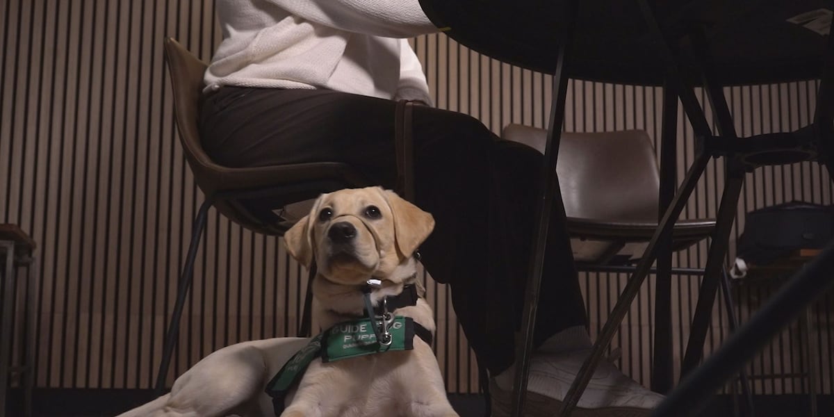 Dogs Unproffessional Proper etiquette for encountering working dogs