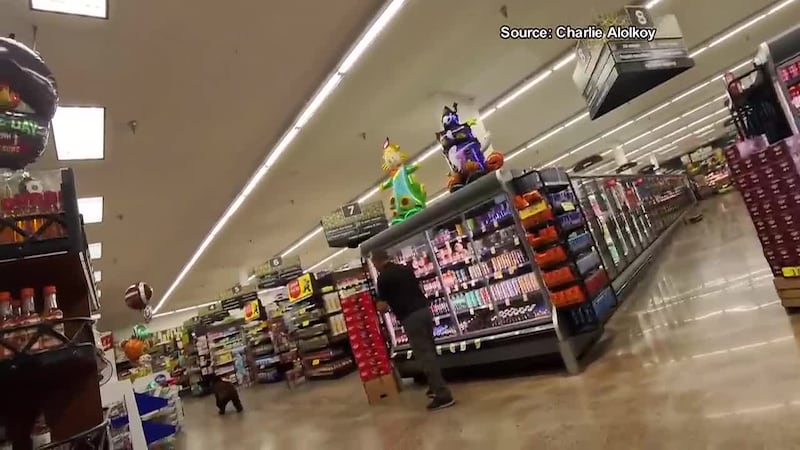 WATCH: Bear runs into Oro Valley grocery store