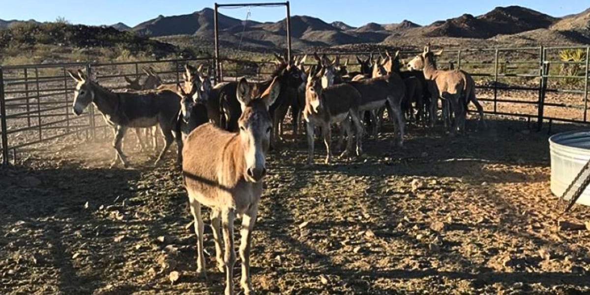 Arizona wild burros relocated to combat overpopulation, how you can adopt one