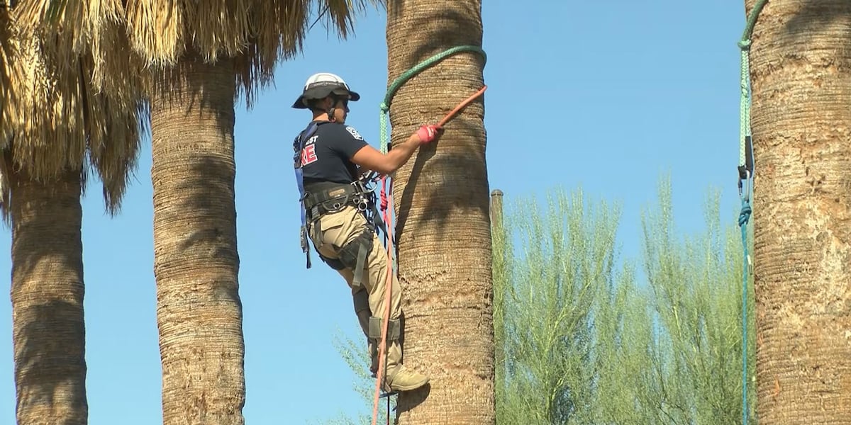 Southern Arizona regional palm tree rescue training