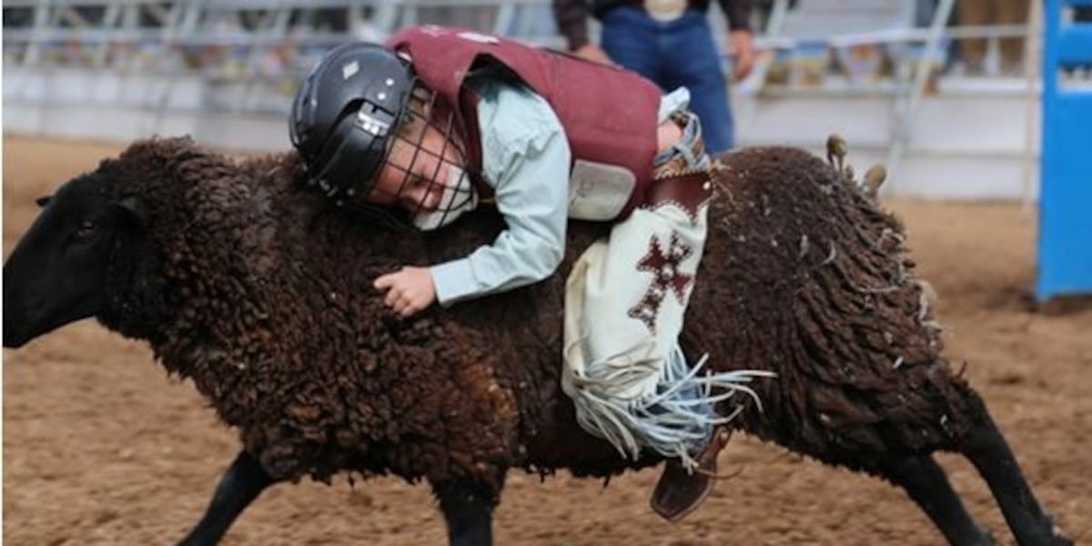 Matt Austin Bull Riding Mutton bustin' & bull riding return to Old Tucson