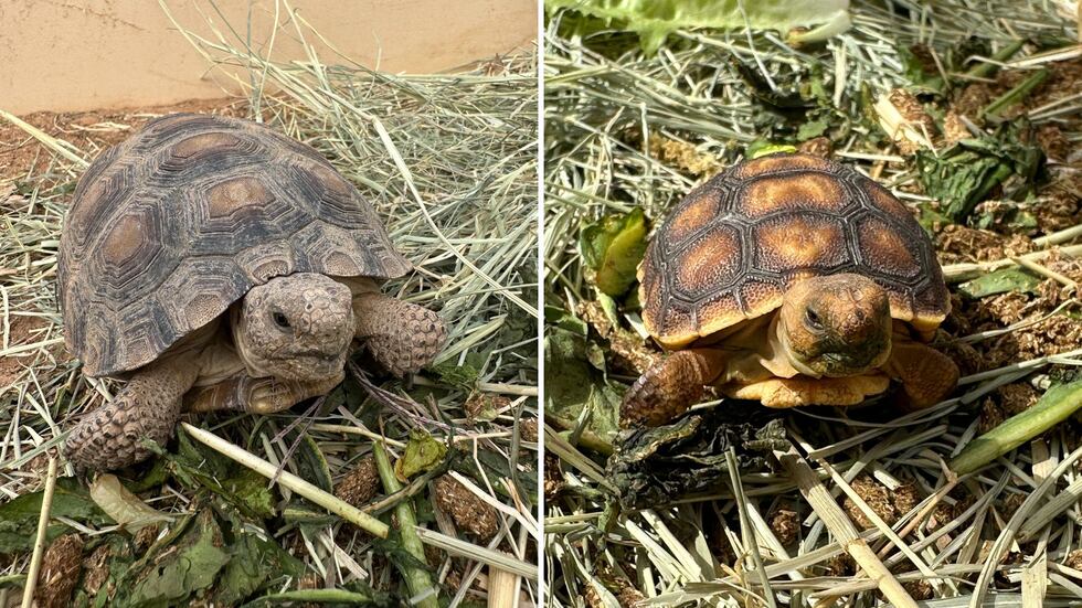 Desert tortoises are low maintenance reptiles that require a plant diet. They enjoy grasses...