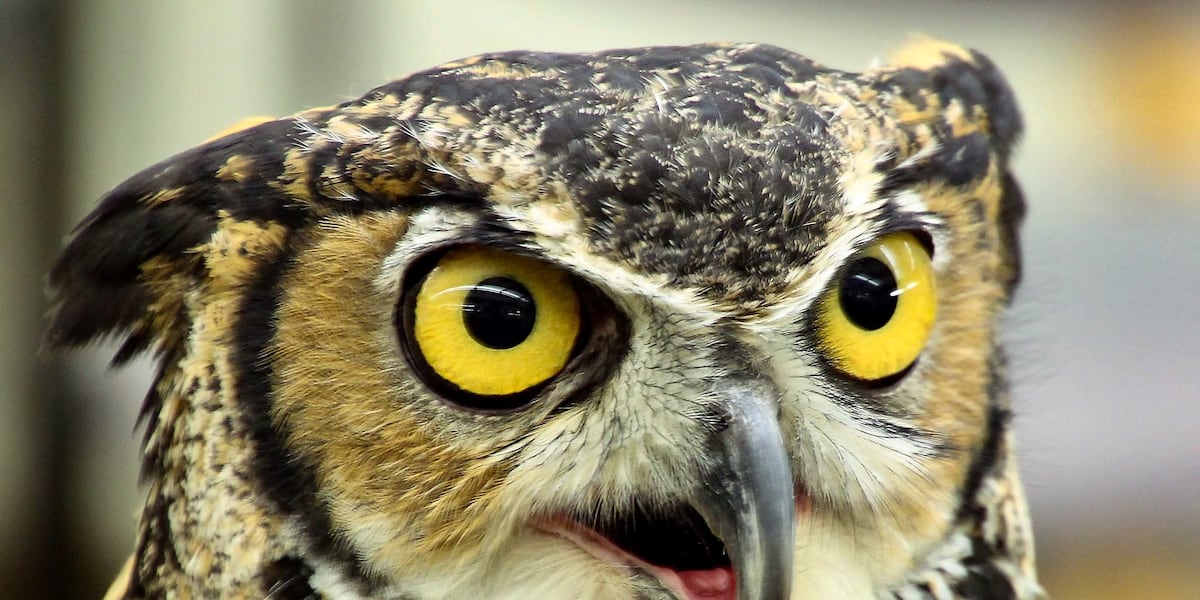 Great horned owls spotted more frequently in Tucson neighborhoods