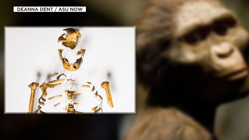 Arizona State Professor Donald Johanson discovered the Lucy fossil skeleton—dated at over 3...