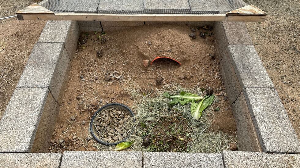 Desert tortoises require a burrow to protect themselves from Arizona’s extreme heat