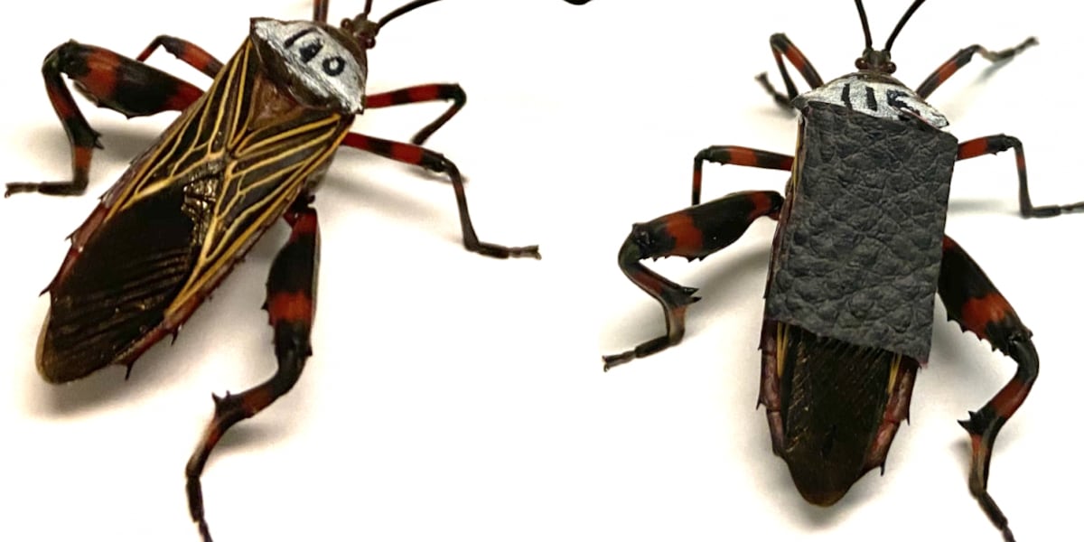 Batlass Insect U of A researchers start bug ‘fight club’ to study weapon evolution